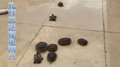 乌龟逃跑的视频