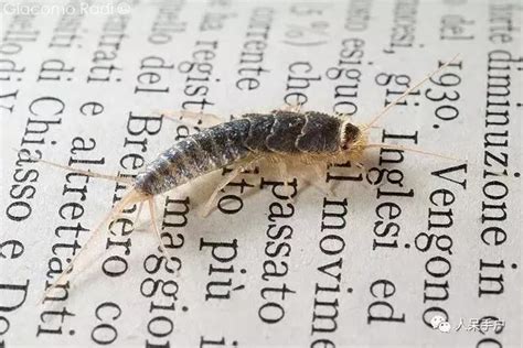 书虫是什么虫子