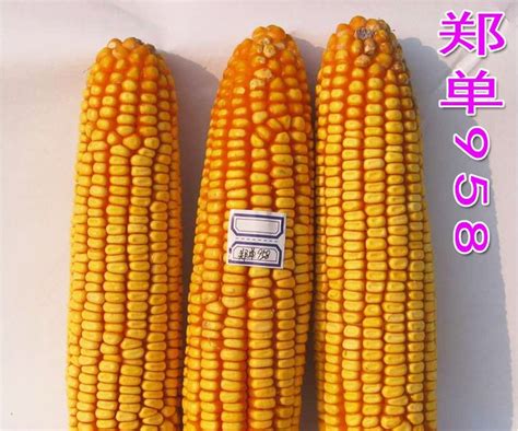 买五十元一斤的玉米种子