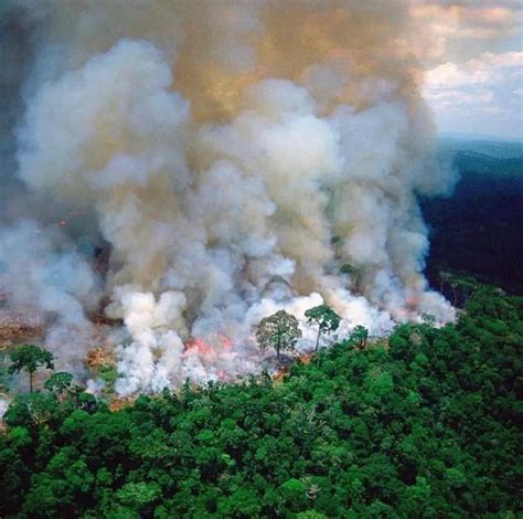 亚马逊森林大火英文报道