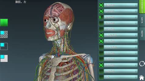 人体结构模拟器