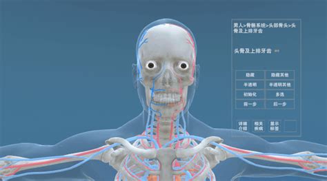 人体解剖模拟器