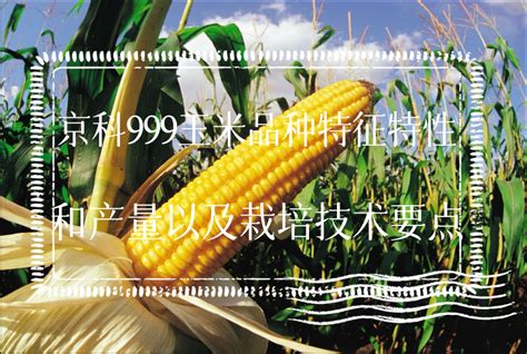 亿科353玉米特征特性