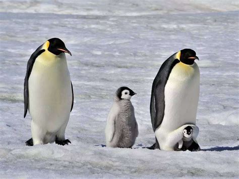 企鹅为什么不怕冷
