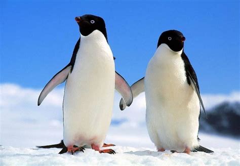 企鹅为啥不能在北极