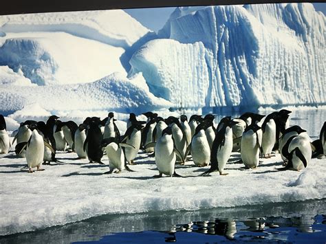 企鹅住在北极还是南极