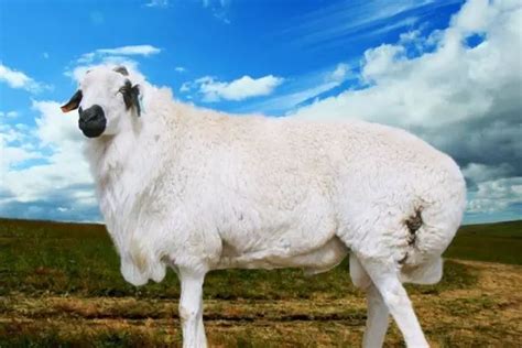 体型最大羊是什么品种