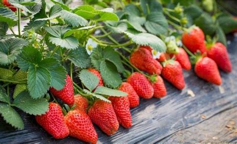 你认识草莓吗