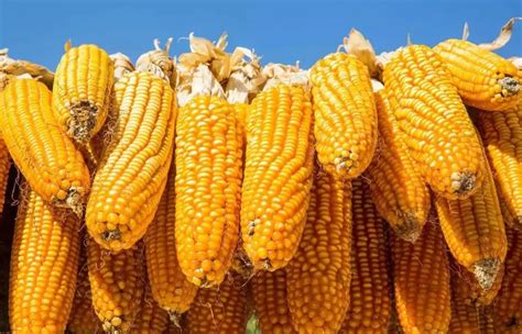依安生化最新玉米价格