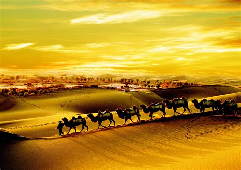 做梦梦到超大的骆驼