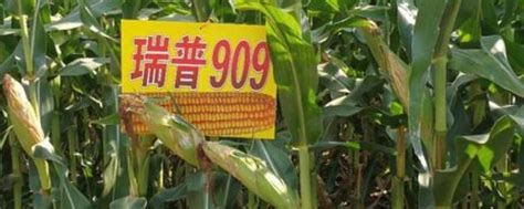 先锋909玉米品种介绍