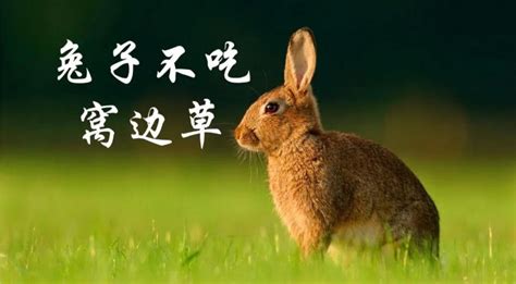 兔子不吃窝边草全文免费阅读