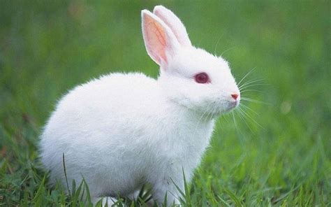 兔子怎么标音调