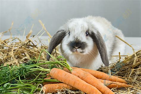 兔子爱吃胡萝卜读后感