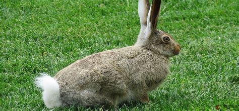 兔子的尾巴像什么比喻句