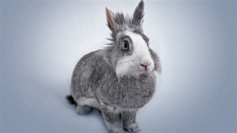 兔子起名灰白