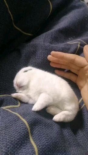 兔子躺着不动且睁着眼