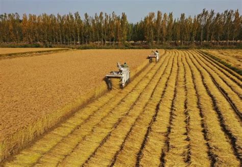 全国秋粮收获过七成冬小麦种植忙