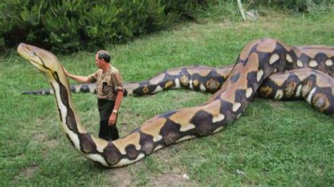 全球最巨大蛇