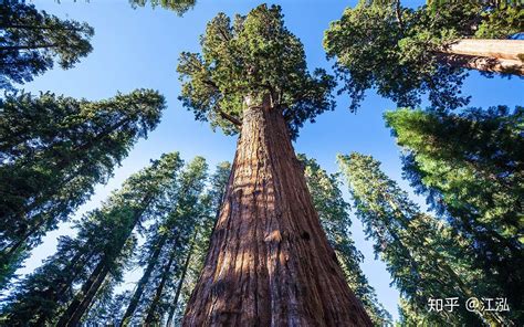 全球第一巨树有多大