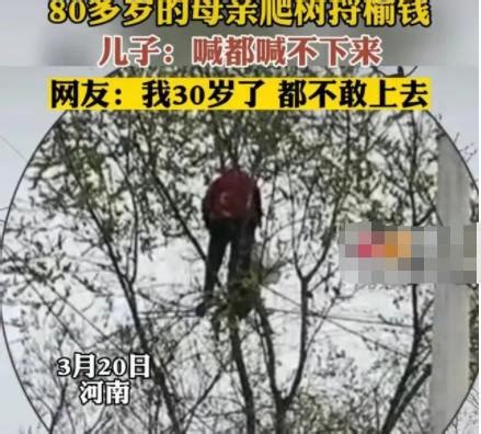 八十岁老人爬树摘榆钱