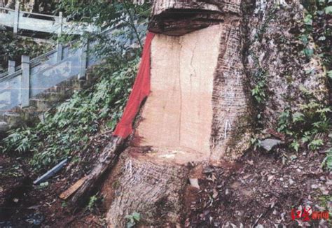 六百年古树惨遭砍伐