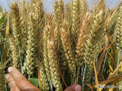 关中地区小麦高产品种
