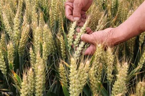 关中旱塬适宜种的小麦品种