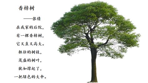 关于树的简单的句子