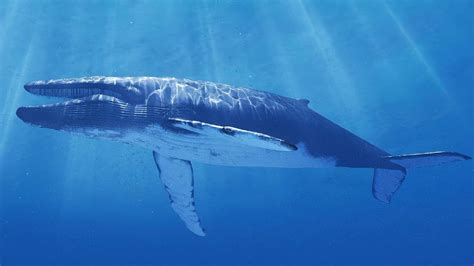 关于鲸鱼的资料和图片