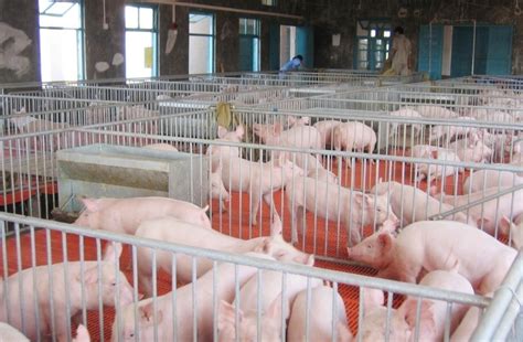 兴宁市有没有大型养猪场