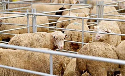 养羊场的人员管理规定