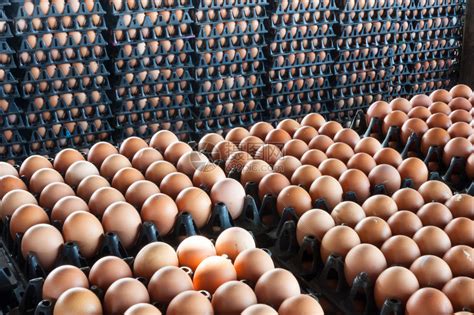 养鸡场鸡蛋是真的土鸡蛋吗