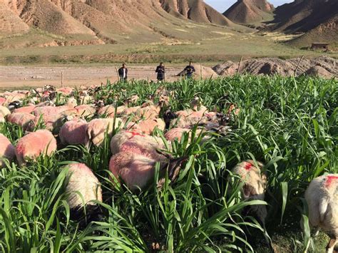内蒙古10万亩菌草种植基地