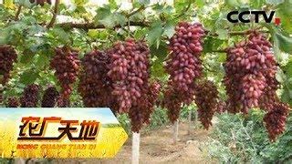 农广天地葡萄种植视频
