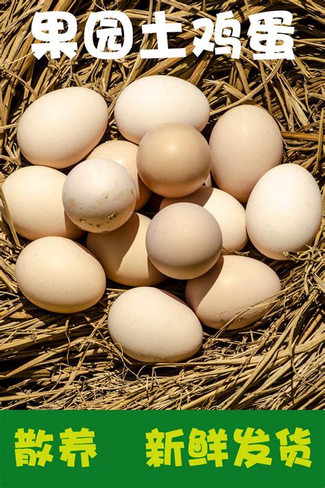 农村土鸡蛋有造假的吗
