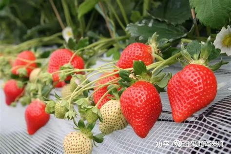 农村露天草莓种植技术