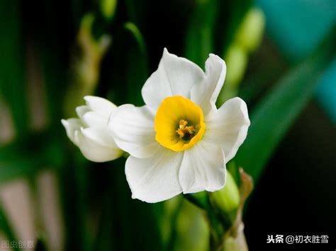 凌波仙子是哪朵花的名称