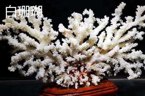 几万一克的珊瑚