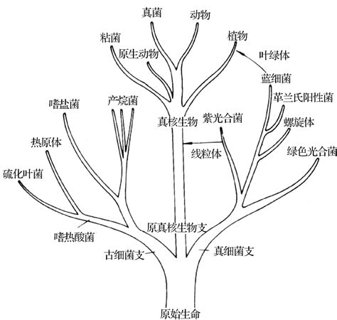 分子进化树制作过程