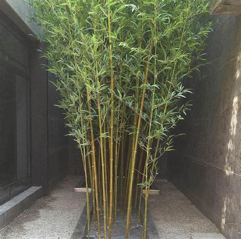 别墅里种什么竹子最好呢
