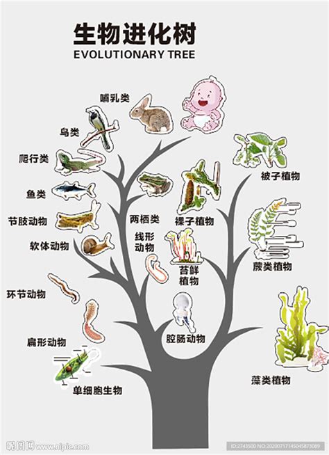 制作生物进化树模型方案