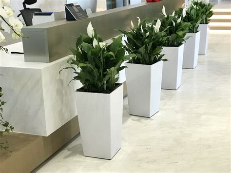 办公室大型盆栽植物