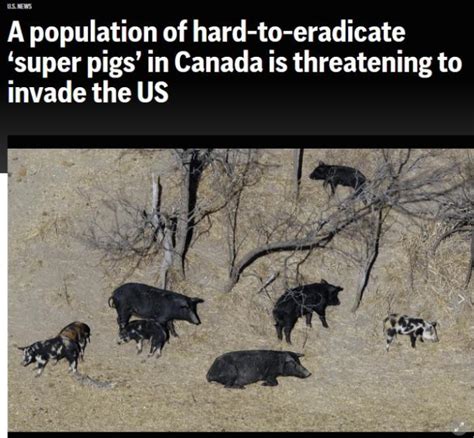 加拿大超级猪入侵美国去哪儿