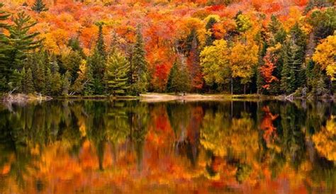 加拿大maple trees图片