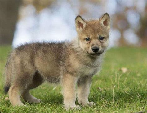 动物世界小狼的生长过程