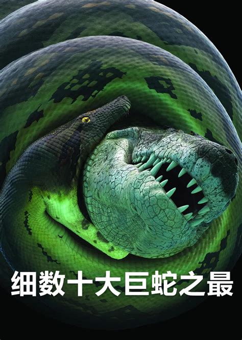动物世界蛇纪录片全集