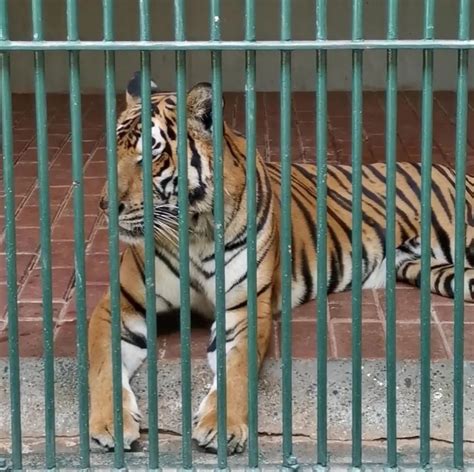 动物园老虎真的能瘦到皮包骨吗
