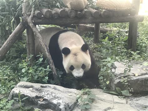 北京动物园大熊猫近况