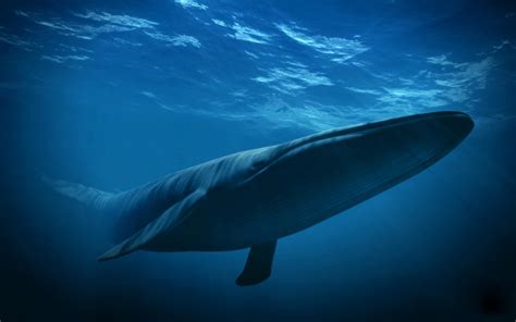 北半球的深海鲸